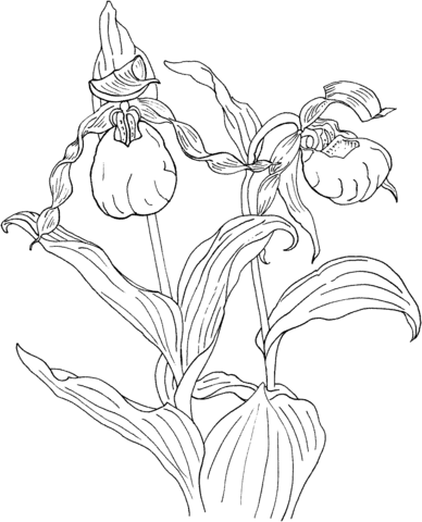 Cypripedium Calceolus Is A Lady'S Slipper Orchid Coloring Page